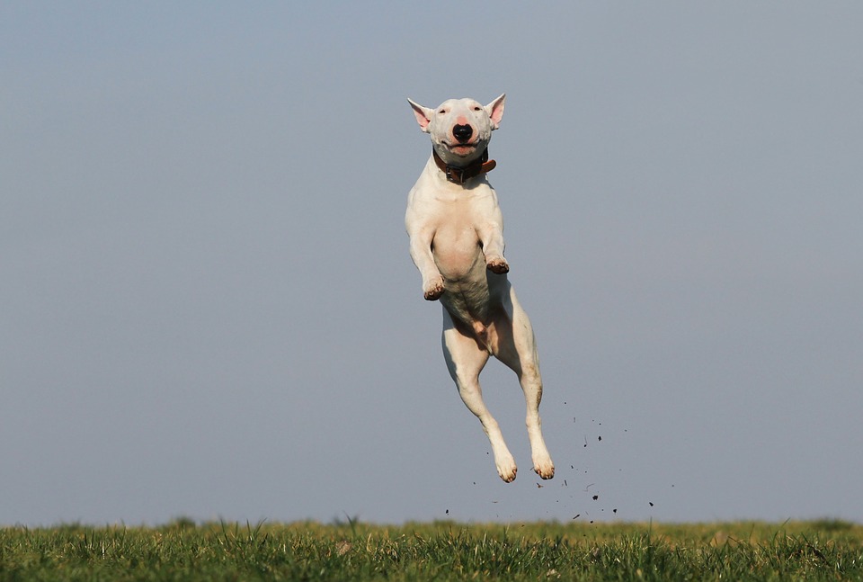 heel command the quot heel quot command itrainmydog heel command the quot heel quot command itrainmydog