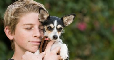 What you must know about puppy Obedience Training What you must know about puppy Obedience Training